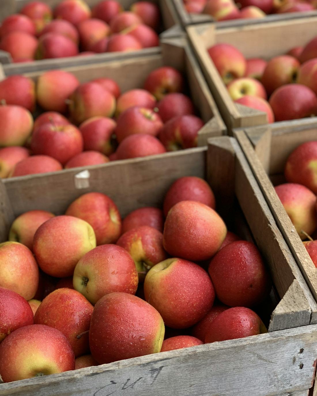 Wooden bins filled with freshly harvested apples