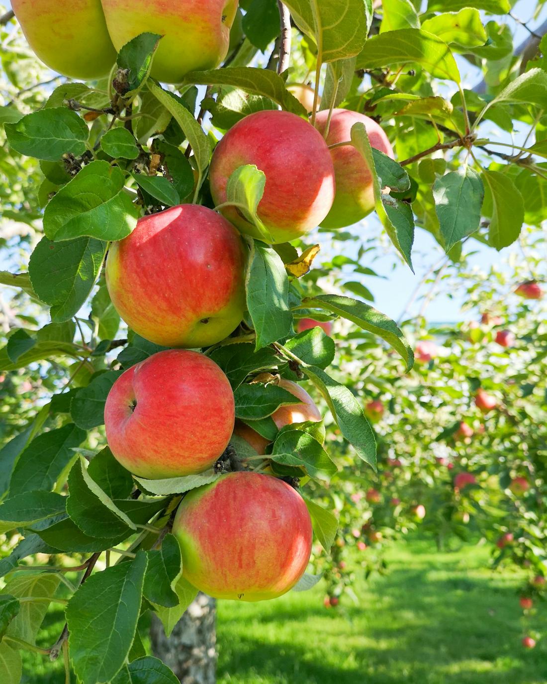 Red apples ripening on the tree