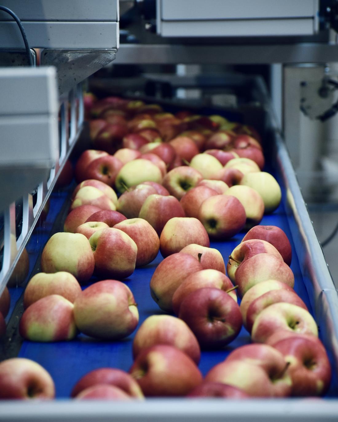 Apples moving along a packhouse conveyor