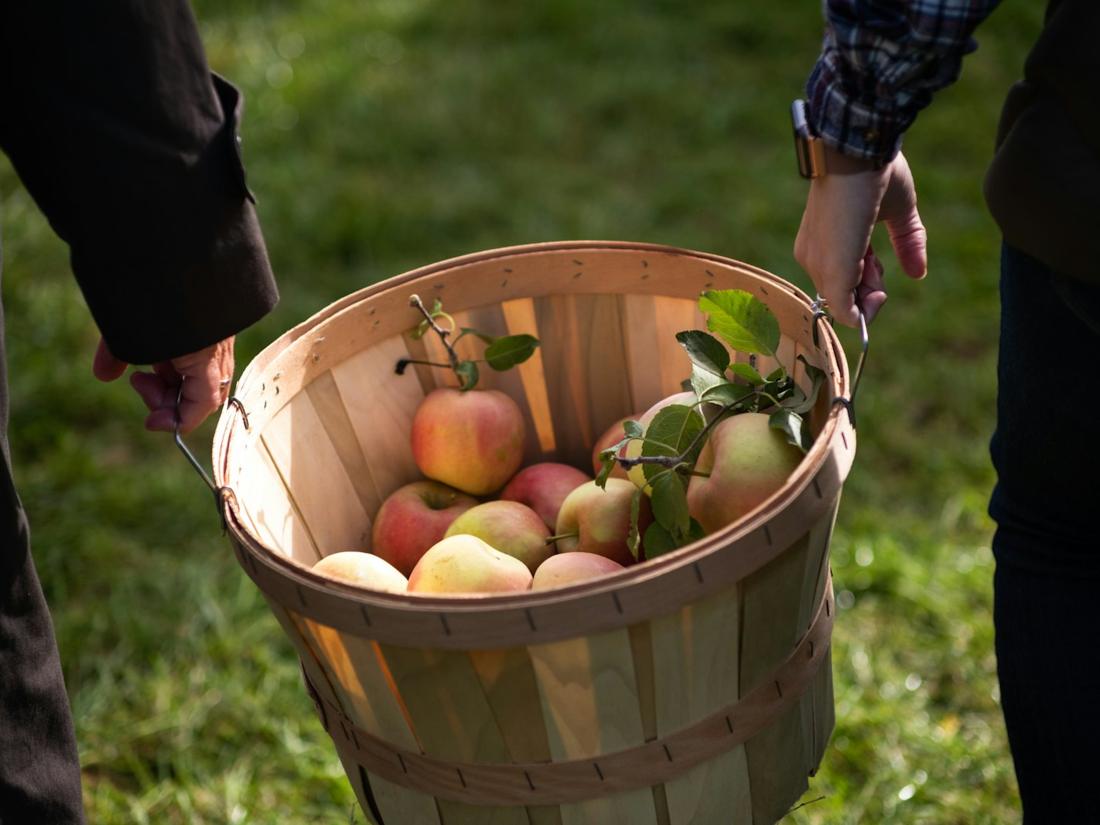 Freshly picked apples in a basket