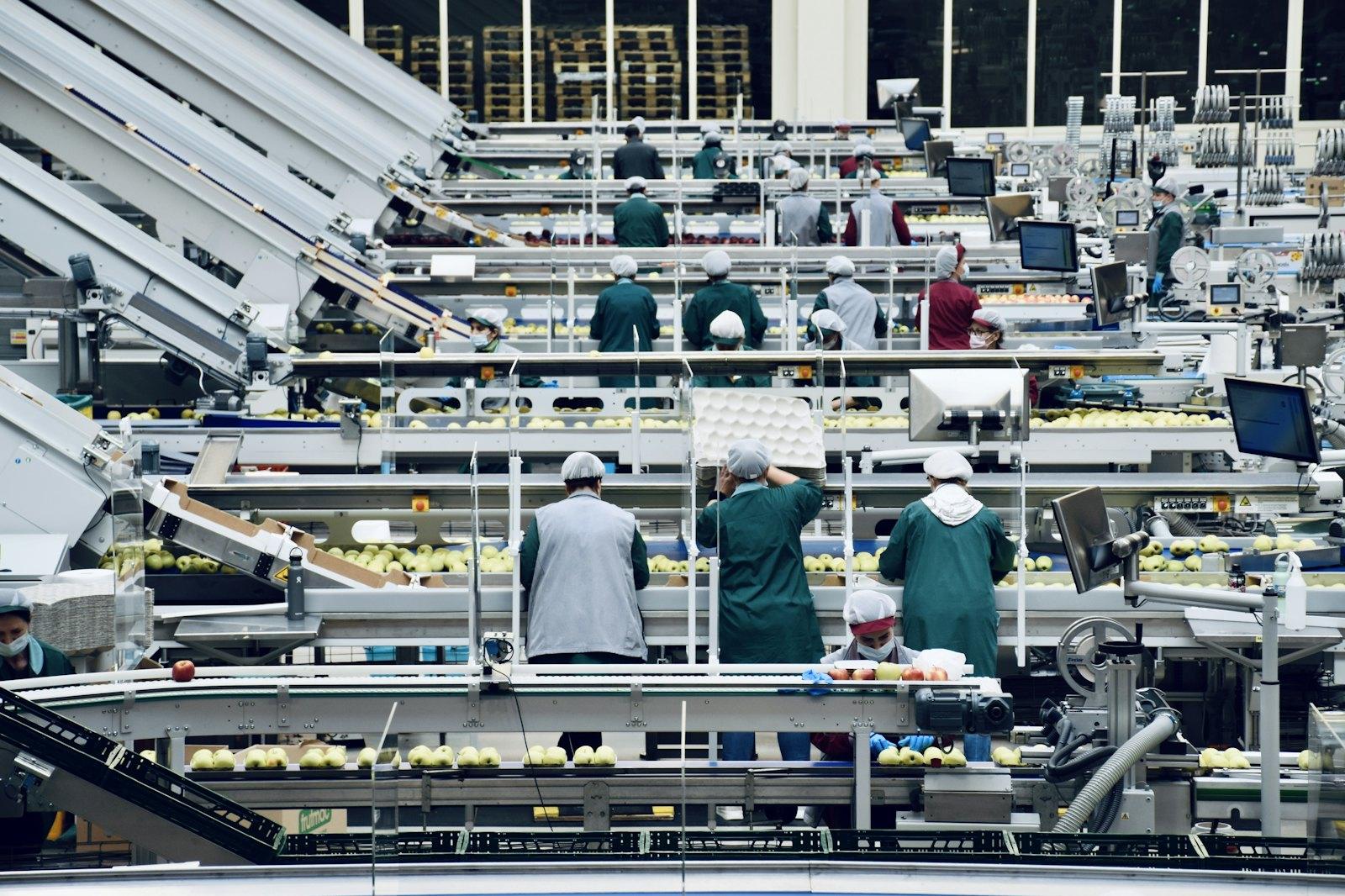 A modern fruit packhouse with sorting lines