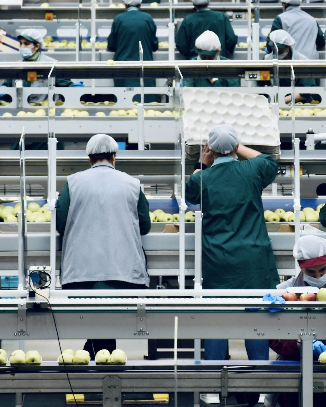Packhouse workers packing apples at a sorting line